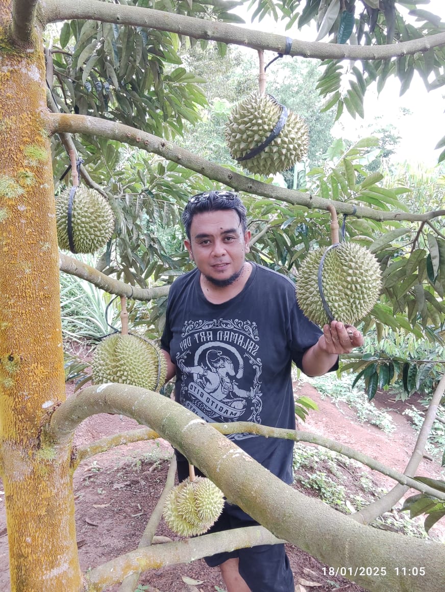 Penjual Bibit Tanaman Buah Online